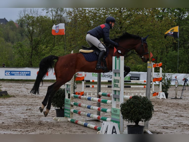 Zangersheide Ruin 10 Jaar 167 cm Bruin in Ensch