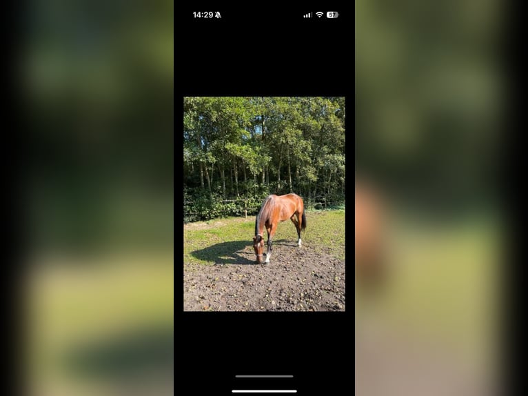 Zangersheide Ruin 10 Jaar 167 cm Bruin in Eke