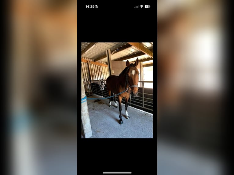 Zangersheide Ruin 10 Jaar 167 cm Bruin in Eke