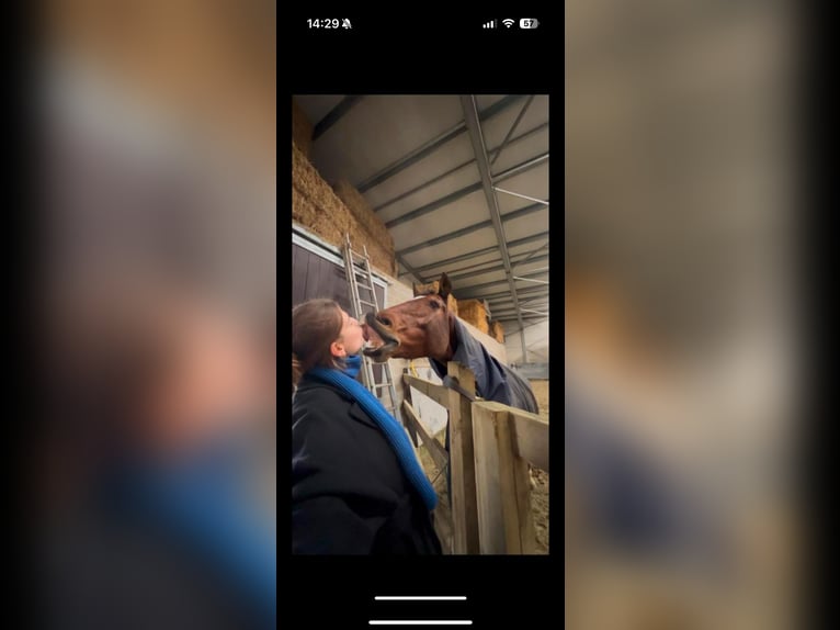 Zangersheide Ruin 10 Jaar 167 cm Bruin in Eke