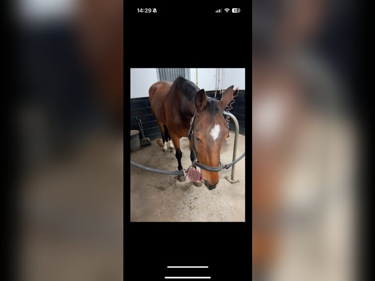 Zangersheide Ruin 10 Jaar 167 cm Bruin in Eke