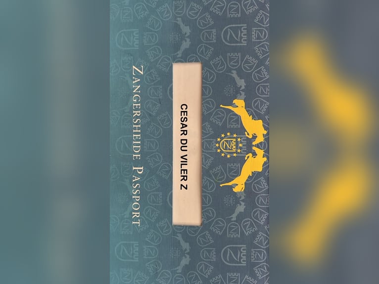 Zangersheide Ruin 10 Jaar 167 cm Bruin in Trooz