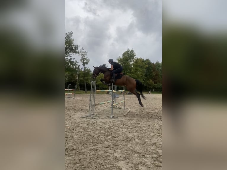 Zangersheide Ruin 10 Jaar 170 cm Bruin in Soisy-sur-Seine