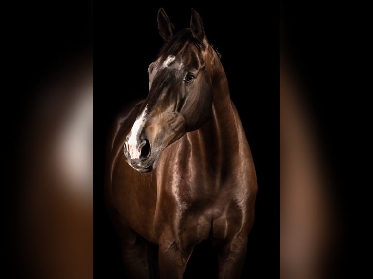 Zangersheide Ruin 10 Jaar 170 cm Donkerbruin in Bottrop