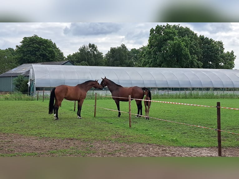 Zangersheide Ruin 10 Jaar 172 cm Bruin in Den Dungen