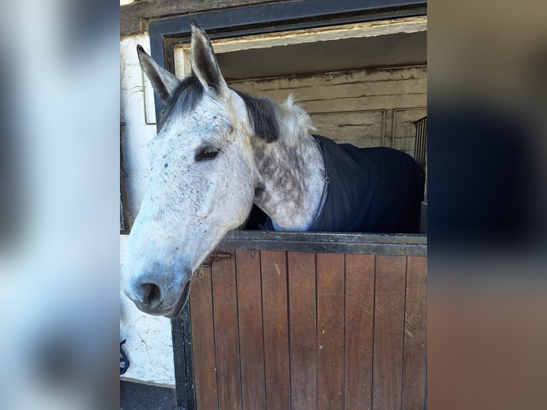 Zangersheide Ruin 10 Jaar 173 cm Appelschimmel in Overijse
