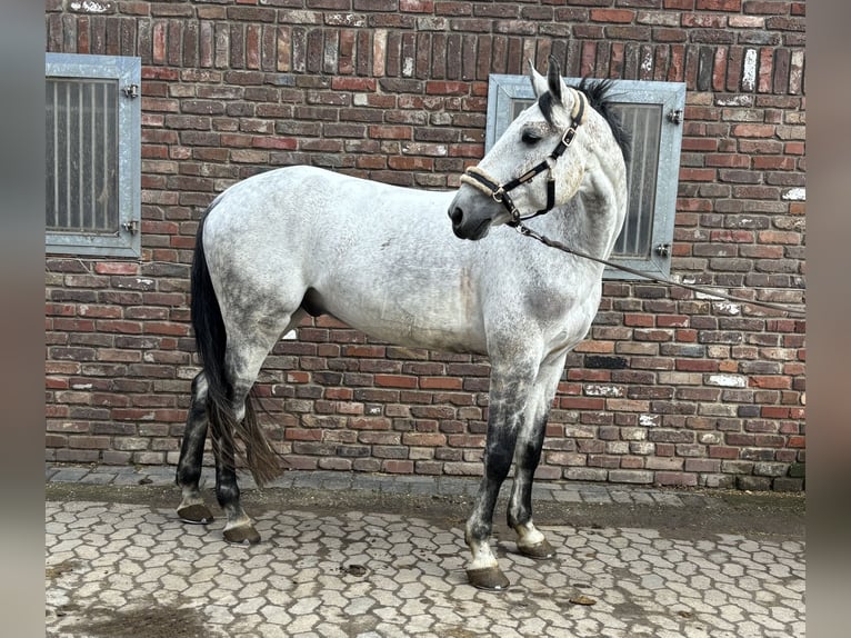 Zangersheide Ruin 10 Jaar 173 cm Appelschimmel in Grevenbroich