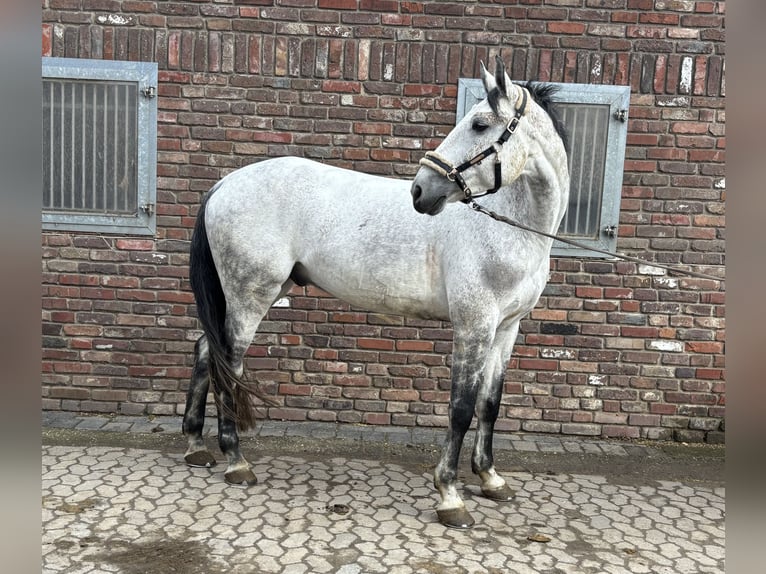 Zangersheide Ruin 10 Jaar 173 cm in Grevenbroich