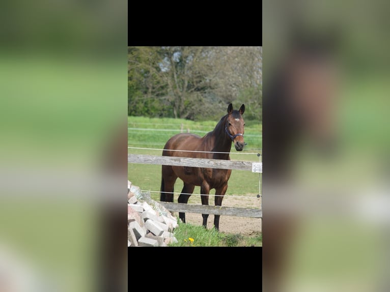 Zangersheide Ruin 11 Jaar 163 cm Bruin in Übach Palenberg