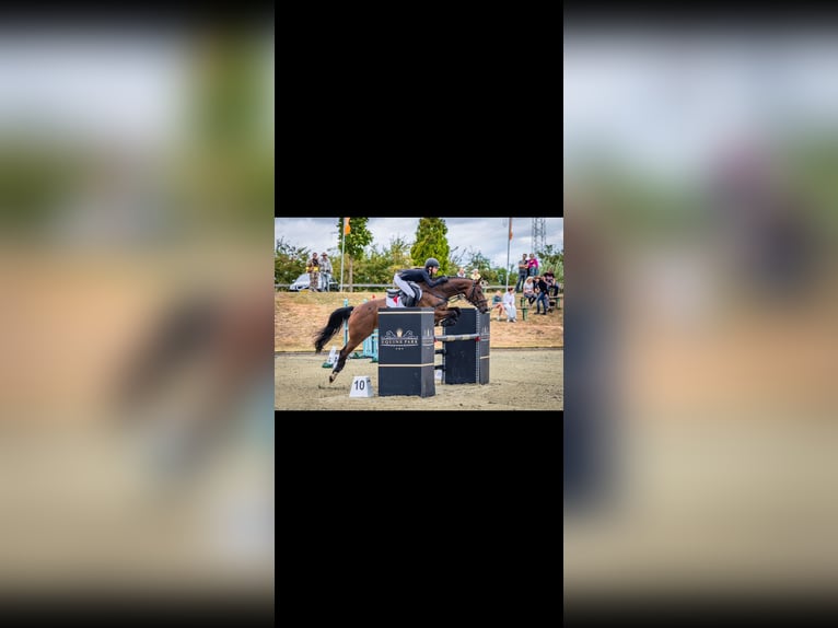 Zangersheide Ruin 11 Jaar 163 cm Bruin in Übach Palenberg