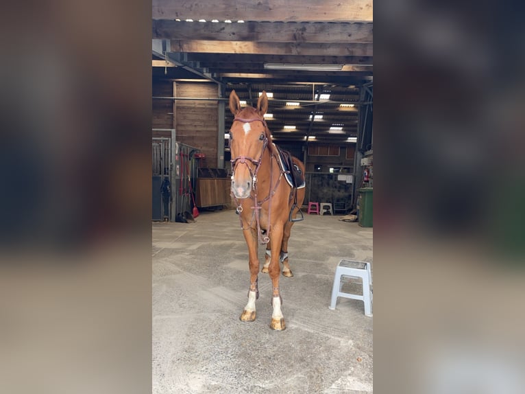 Zangersheide Ruin 11 Jaar 172 cm Vos in Schepdaal