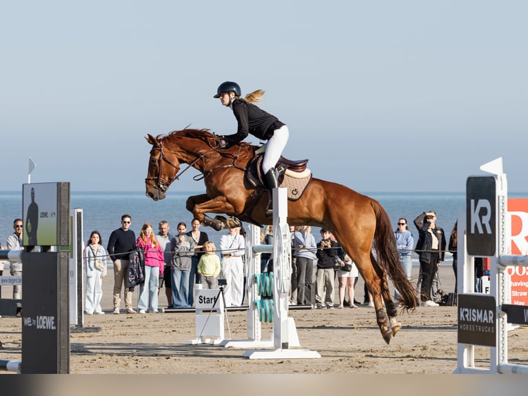 Zangersheide Ruin 11 Jaar 172 cm Vos in Schepdaal