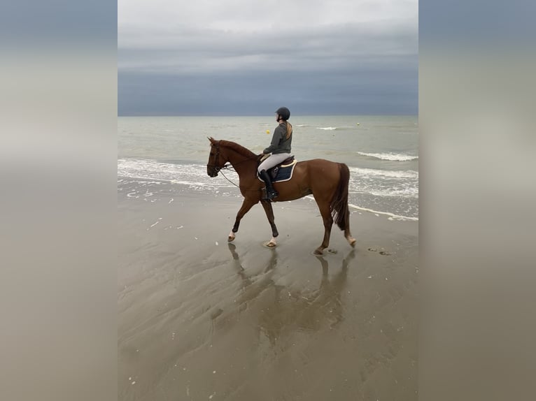 Zangersheide Ruin 11 Jaar 172 cm Vos in Schepdaal