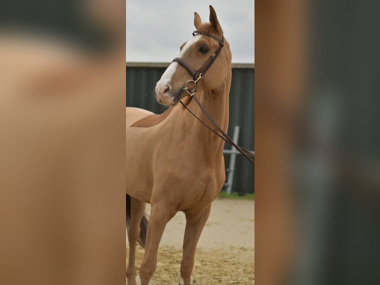 Zangersheide Ruin 11 Jaar 174 cm Vos in Geilenkirchen