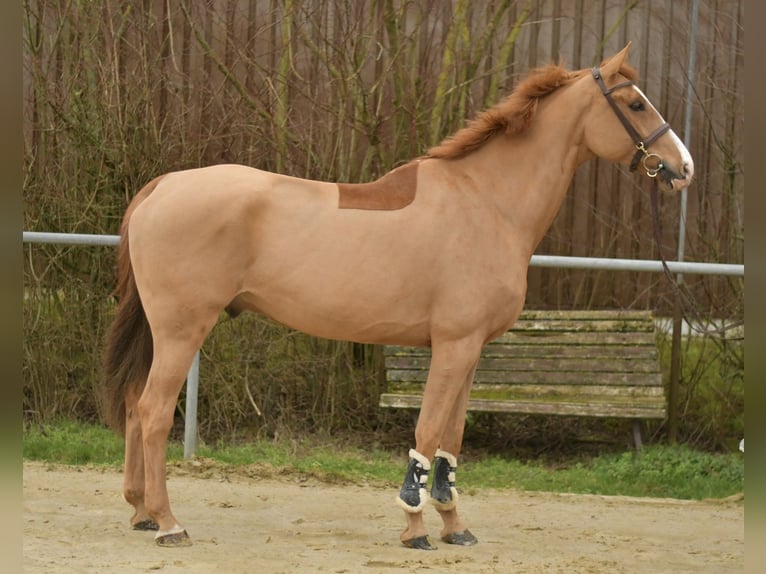 Zangersheide Ruin 11 Jaar 174 cm Vos in Geilenkirchen