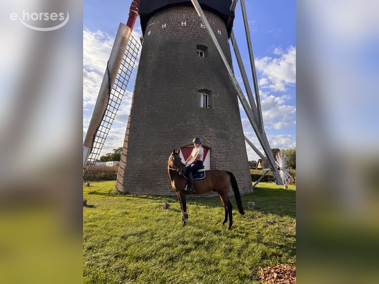 Zangersheide Ruin 12 Jaar 160 cm Bruin in Heinsberg