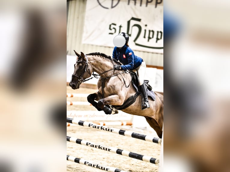 Zangersheide Ruin 12 Jaar 165 cm Zwart in Poznań