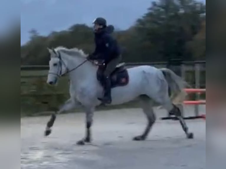 Zangersheide Ruin 12 Jaar 168 cm Schimmel in Dijon