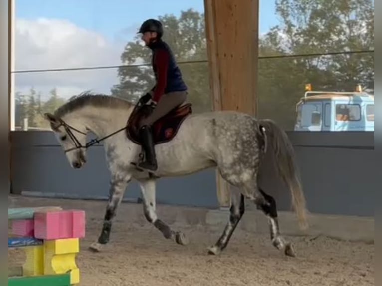 Zangersheide Ruin 12 Jaar 168 cm Schimmel in Dijon