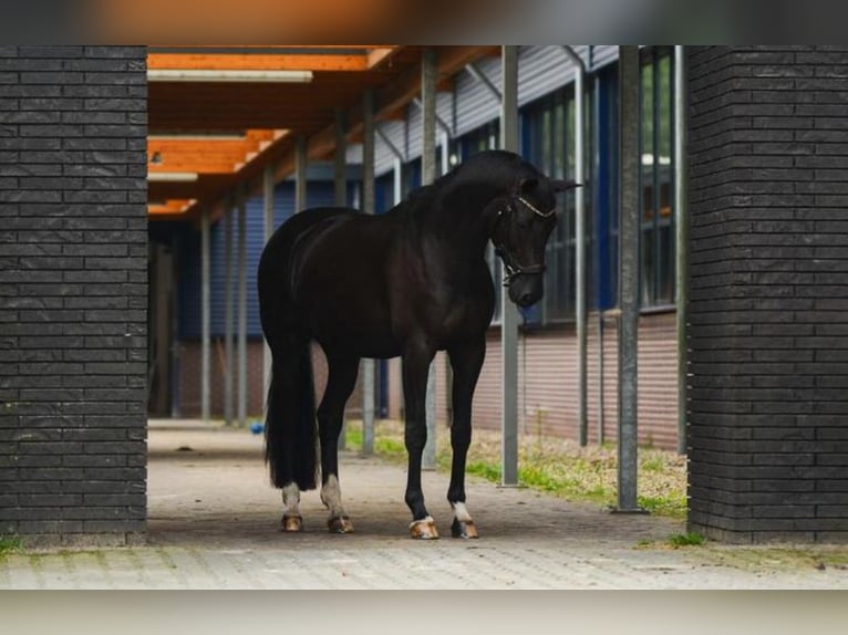 Zangersheide Ruin 12 Jaar 168 cm Zwart in Arnhem