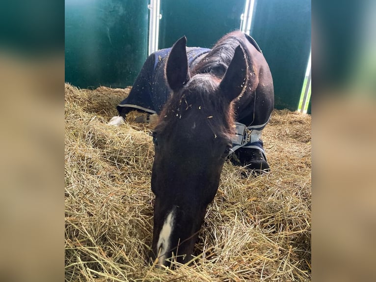 Zangersheide Ruin 12 Jaar 170 cm Zwartbruin in Reichersberg