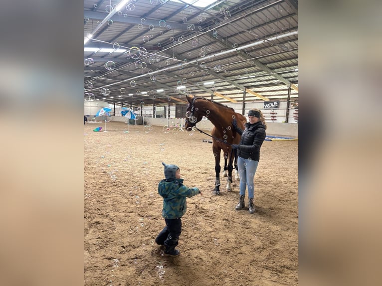 Zangersheide Ruin 12 Jaar 172 cm Bruin in Weinsberg