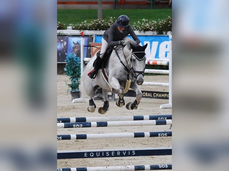 Zangersheide Ruin 12 Jaar 173 cm Schimmel in Prag