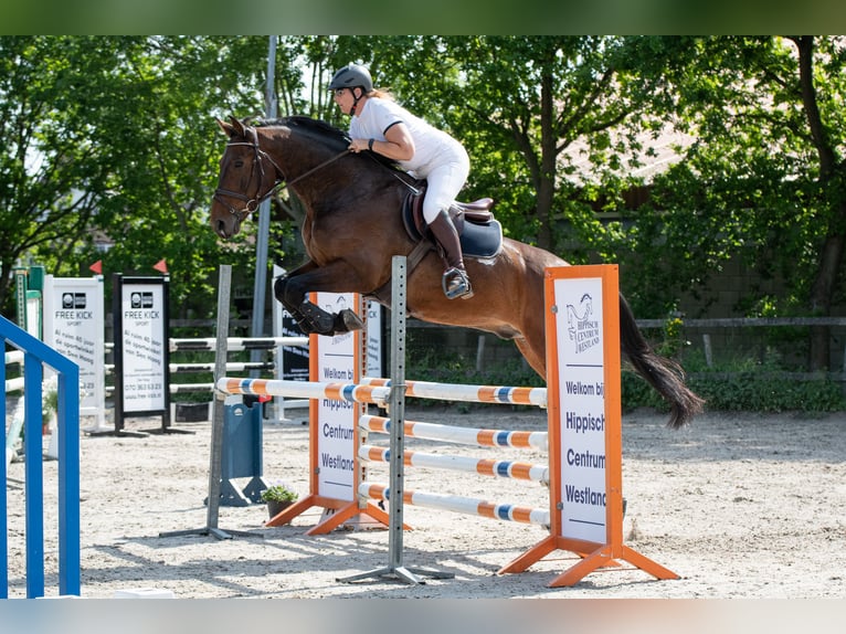 Zangersheide Ruin 12 Jaar 179 cm Donkerbruin in Berkel en Rodenrijs