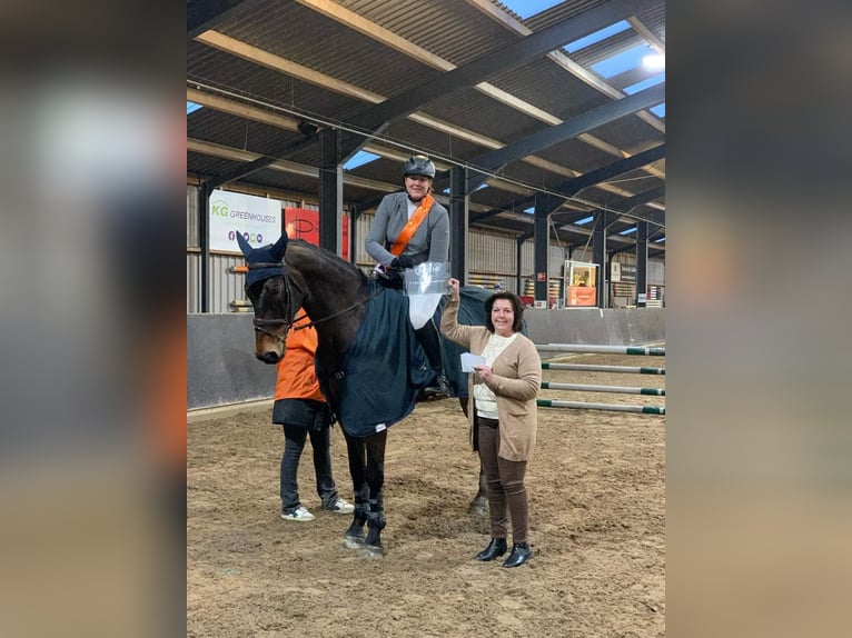 Zangersheide Ruin 12 Jaar 179 cm Donkerbruin in Berkel en Rodenrijs
