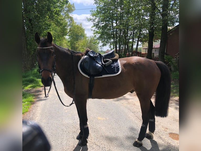 Zangersheide Ruin 12 Jaar Bruin in Merzen