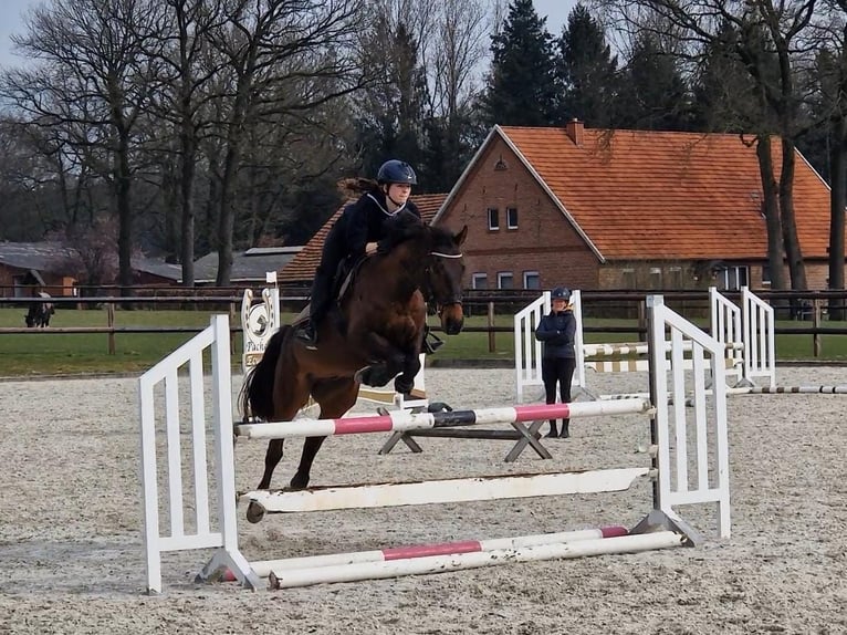 Zangersheide Ruin 12 Jaar Bruin in Merzen