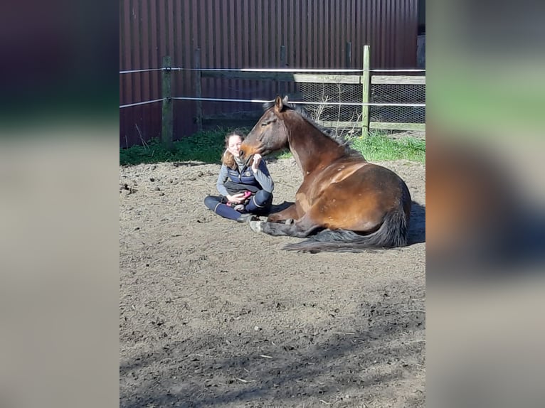 Zangersheide Ruin 12 Jaar Bruin in Merzen