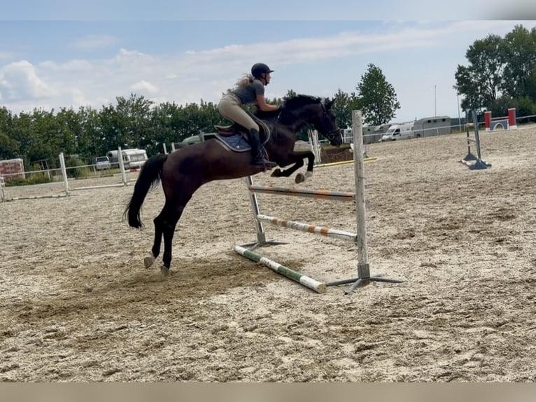 Zangersheide Ruin 13 Jaar 163 cm Bruin in Pelmberg