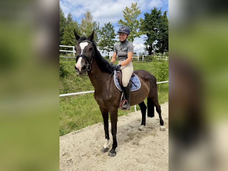 Zangersheide Ruin 13 Jaar 163 cm Bruin in Pelmberg
