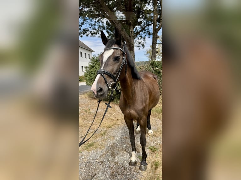 Zangersheide Ruin 13 Jaar 163 cm Bruin in Pelmberg