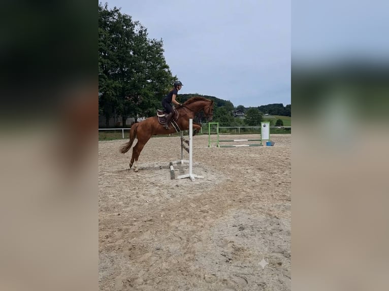 Zangersheide Ruin 13 Jaar 165 cm Vos in Condom