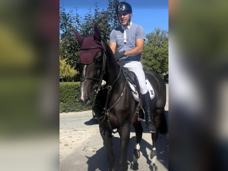 Zangersheide Ruin 13 Jaar 170 cm Donkerbruin in Brno