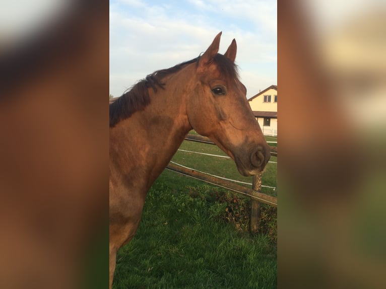 Zangersheide Ruin 13 Jaar 170 cm Donkere-vos in Karlsbad