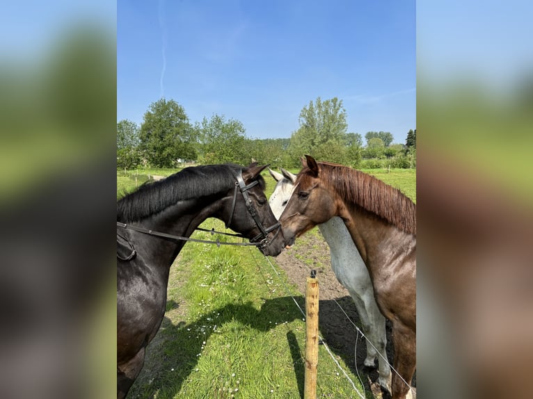 Zangersheide Ruin 15 Jaar 164 cm Zwartbruin in Oostkamp
