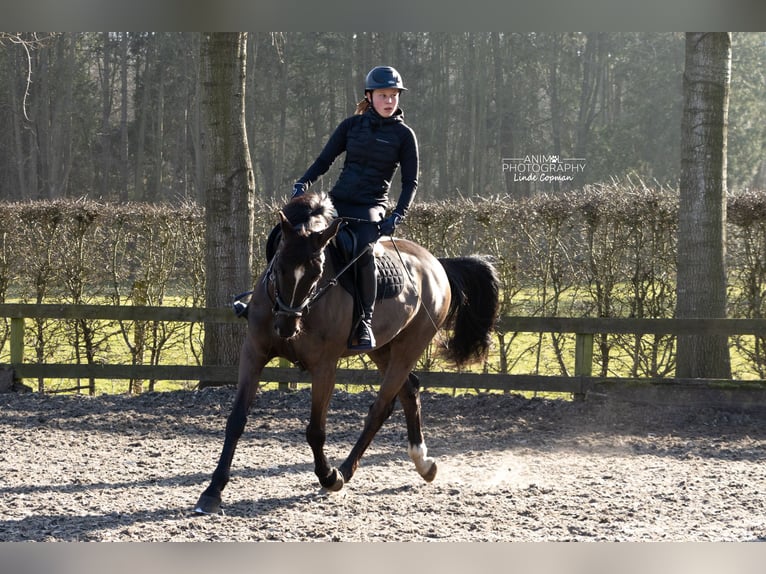 Zangersheide Ruin 15 Jaar 164 cm Zwartbruin in Oostkamp