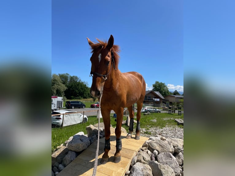Zangersheide Ruin 15 Jaar 171 cm Vos in Gams
