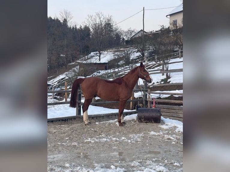Zangersheide Ruin 16 Jaar 163 cm Donkere-vos in Novo mesto