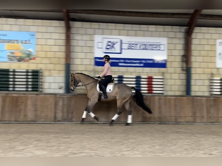 Zangersheide Ruin 16 Jaar 169 cm Lichtbruin in Oud Gastel