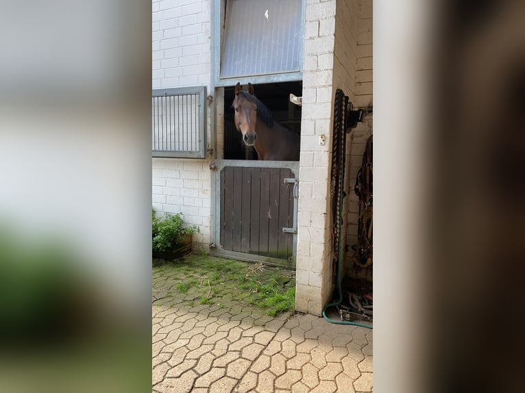 Zangersheide Ruin 16 Jaar 175 cm Bruin in Düsseldorf