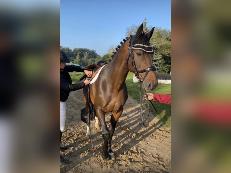 Zangersheide Ruin 16 Jaar 175 cm Bruin in Düsseldorf