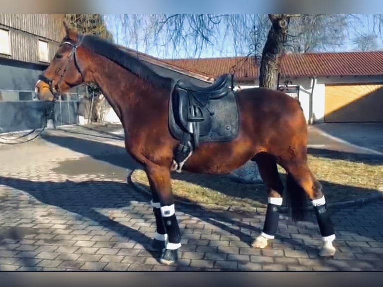 Zangersheide Ruin 19 Jaar 165 cm Bruin in Memmingen