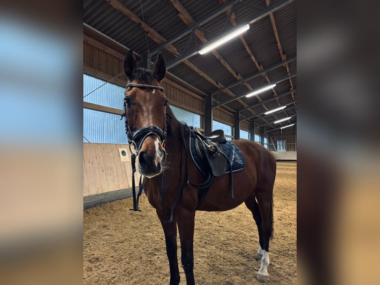 Zangersheide Ruin 19 Jaar 165 cm Bruin in Memmingen