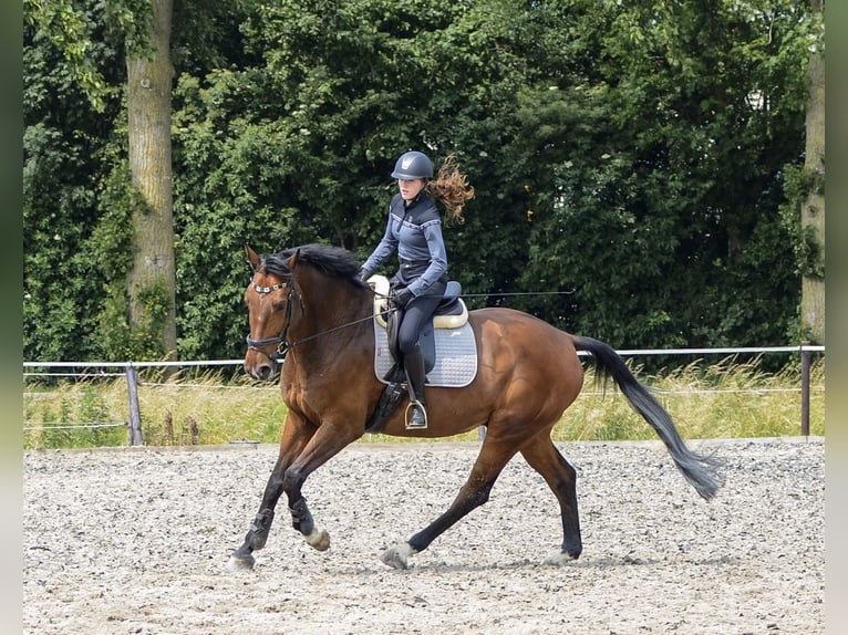 Zangersheide Ruin 1 Jaar 175 cm Bruin in Hellevoetsluis