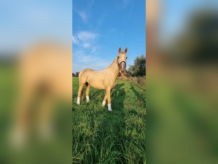 Zangersheide Ruin 2 Jaar 154 cm Palomino in Schermbeck