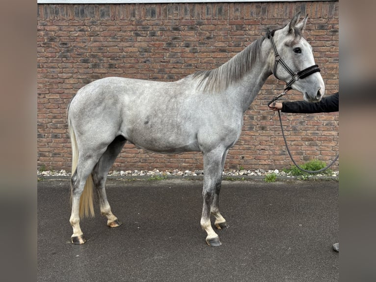 Zangersheide Ruin 2 Jaar 162 cm Appelschimmel in Niederkassel